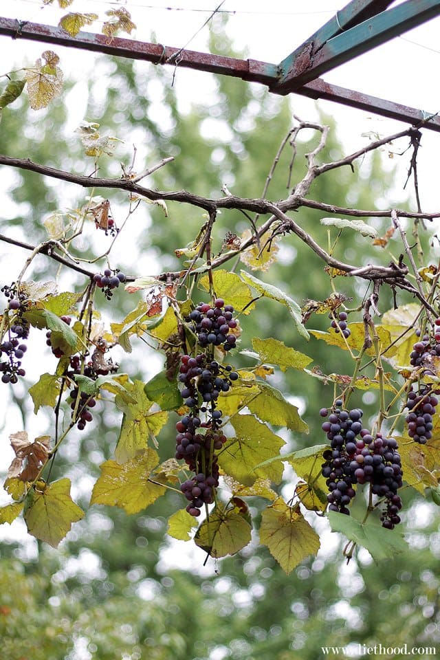 Grapes | www.diethood.com
