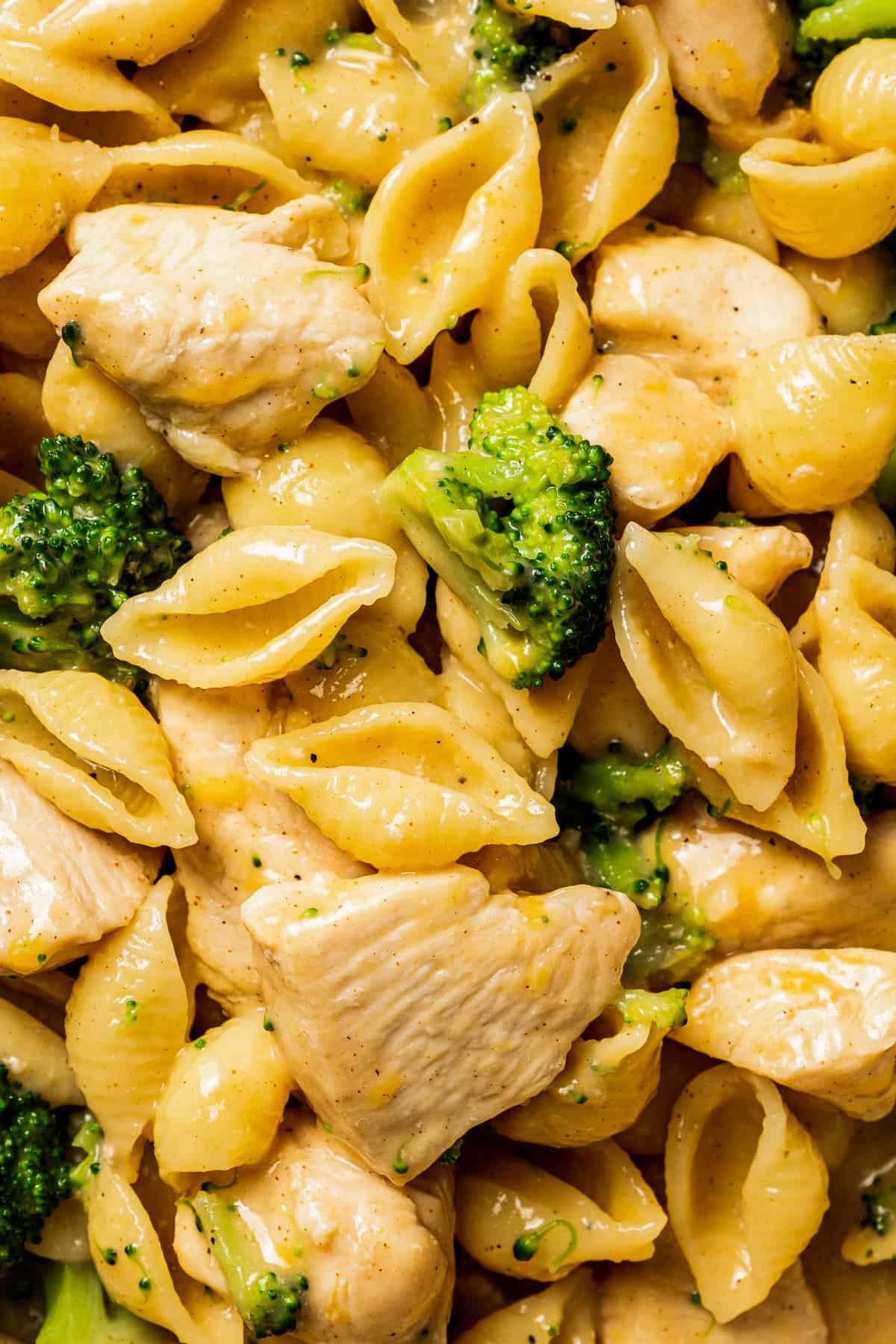Extreme close up of chicken and broccoli pasta with shells.