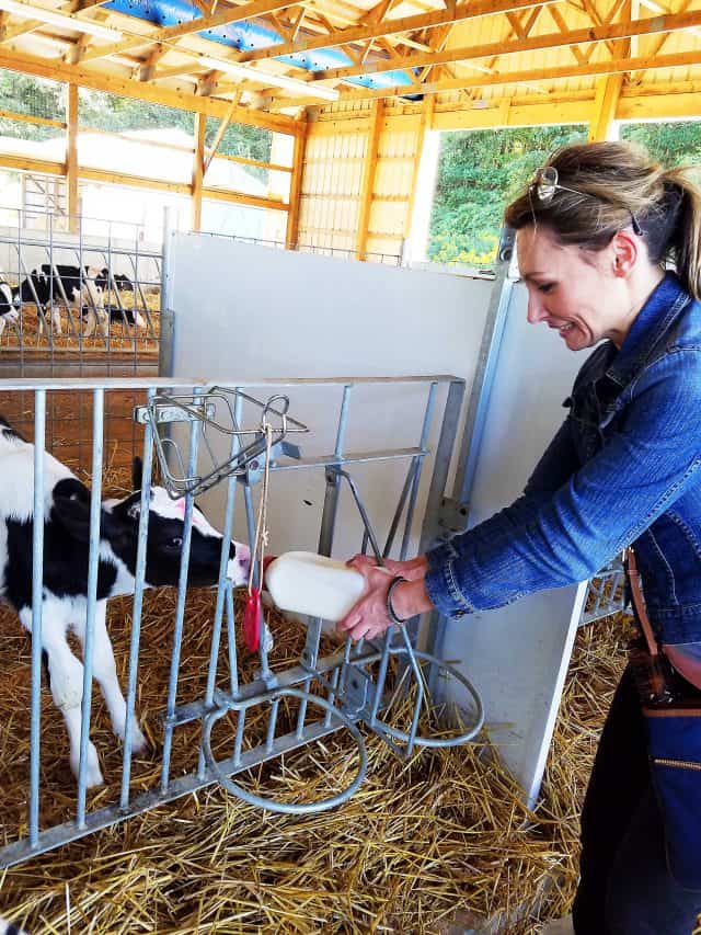 feeding-calf