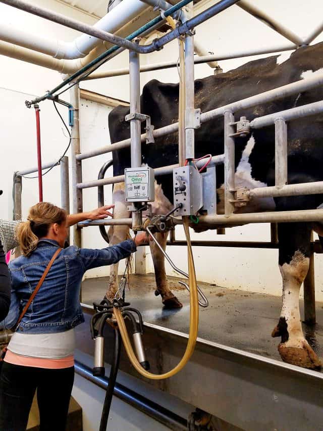 milking-cows