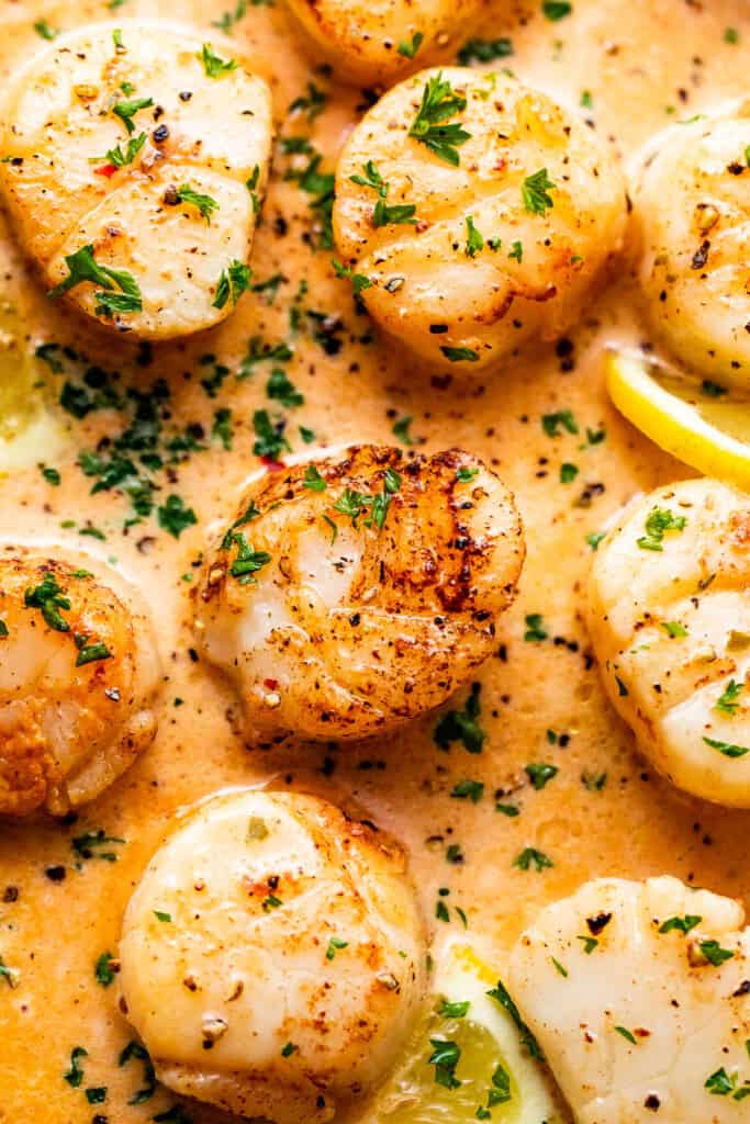 close up overhead shot of cooked scallops in cream sauce