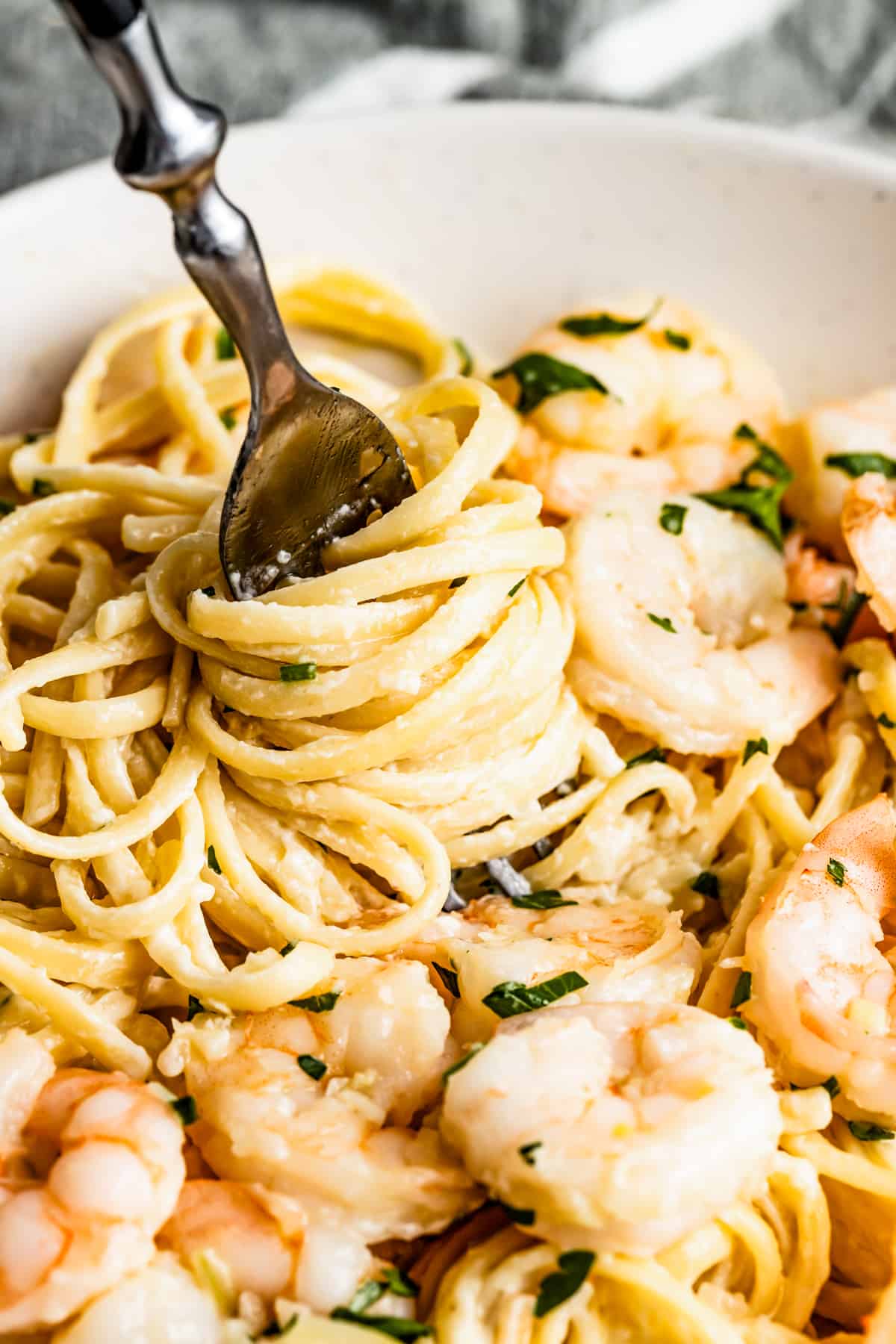 up close shot of homemade alfredo pasta twirled around a fork, with shrimp arranged around the pasta.