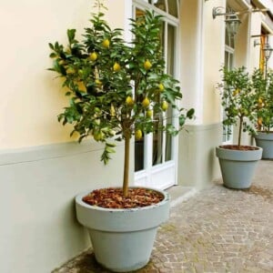 A potted lemon tree
