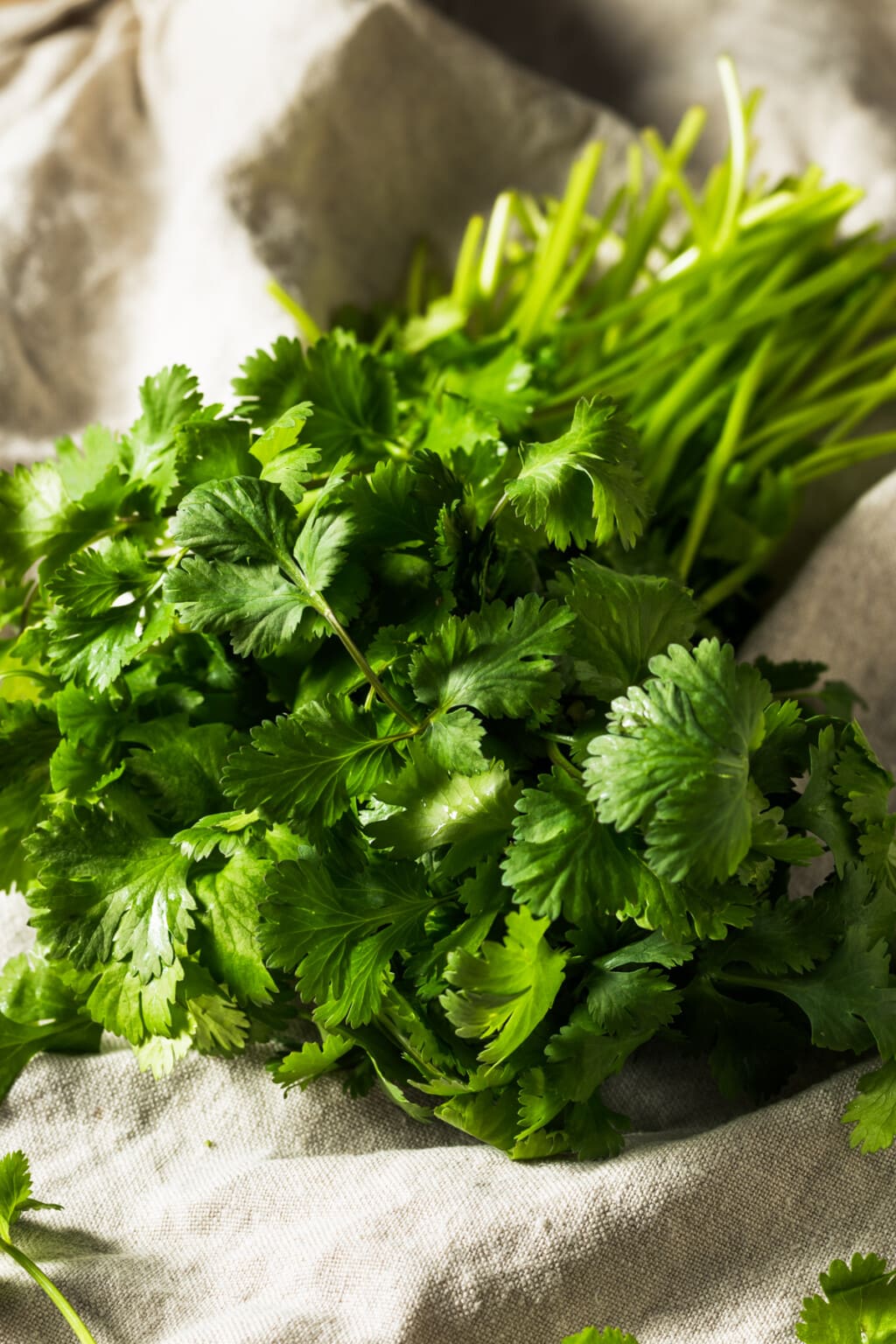 What Is Cilantro Diethood cilantro-fruit