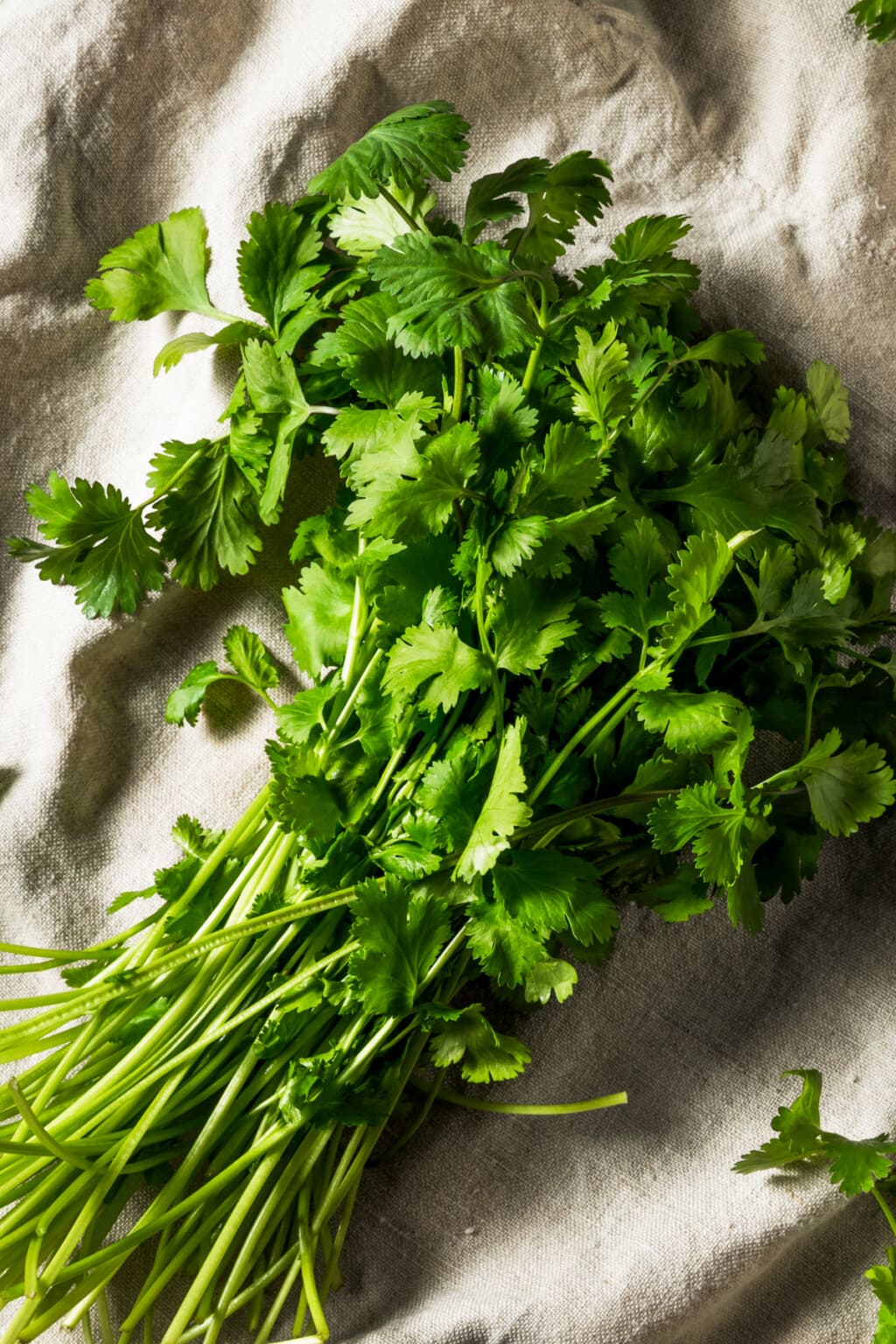 What is Cilantro? | Diethood