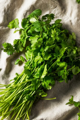 Raw Cilantro Bunch set on a light-colored linen.