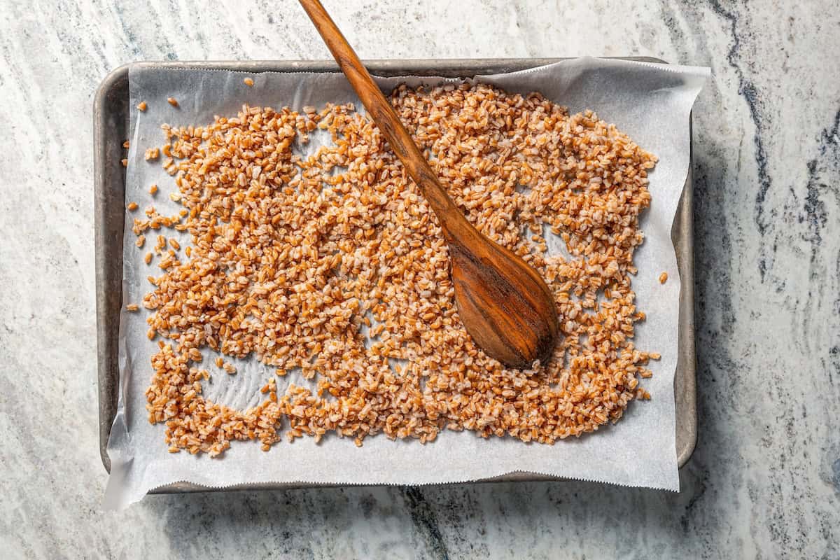 Cooked and drained farro spread out on a baking sheet to cool.